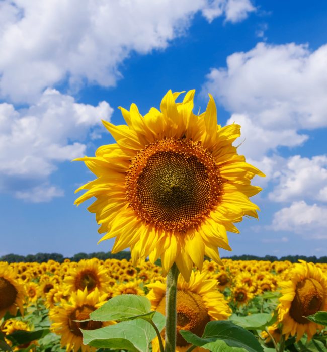 beautiful sunflower with green leaves